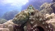 An Octopus Quickly Changes Color, Shape And The Structure Of Your Body. Stock Footage