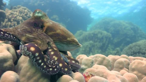 An octopus quickly changes color, shape and the structure of your body. Stock Footage