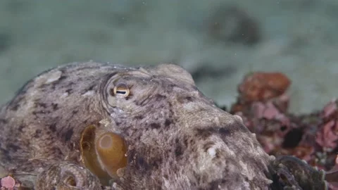 Octopus rearing up at Edithburgh 001 Stock Footage 162729518