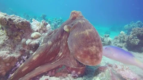 Octopus red sea, egypt dahab diving Stock Footage