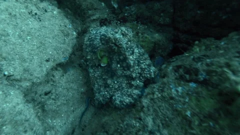 Octopus on a reef Stock Footage 157995009