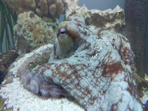 Octopus Resting Stock Footage 80688559