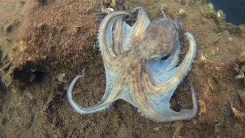 Octopus resting on a rock, using its natural camouflage to blend in with the Video stock 343317438