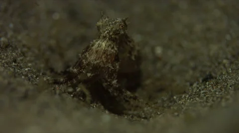 Octopus on sandy bottom. 4k Stock Footage 62593774