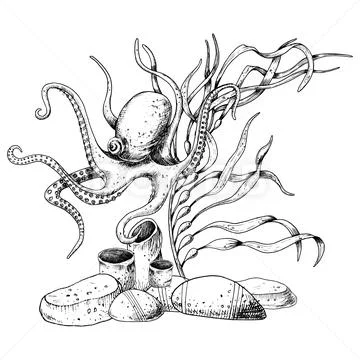 Octopus with Seabed and Seaweed. Hand drawn vector undersea engraved  Illustration #249749828