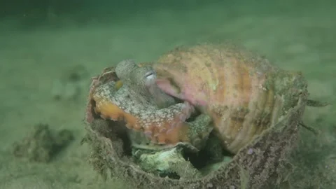 Octopus in shell Stock Footage 229822417