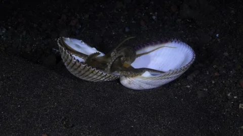 Octopus in shell 스톡 동영상 263405592
