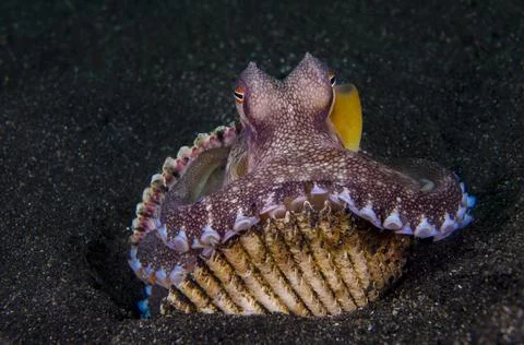Octopus on Shell Stock Photos