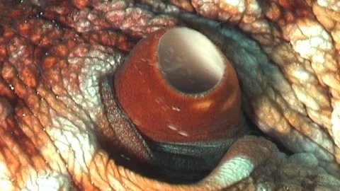 Octopus Siphon, Extremely Close Up Stock Footage 291225948