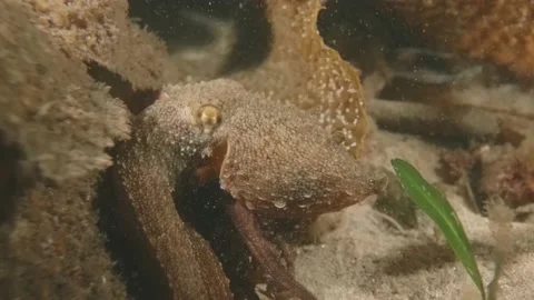 Octopus sliding away Stock Footage 233003104