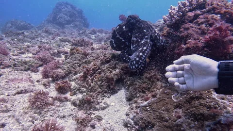 Octopus Slowly Withdrawing Hand from Diver After Encounter Stock Footage 341579587