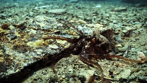 Octopus South Australia attack camera strange behaviour 4k slow motion Stock Footage 145150583