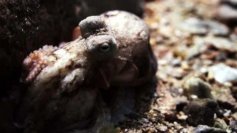 Octopus South Australia attack camera strange behaviour 4k slow motion Stock Footage 145150591
