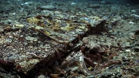 Octopus South Australia attack camera strange behaviour 4k slow motion Stock Footage 145150602