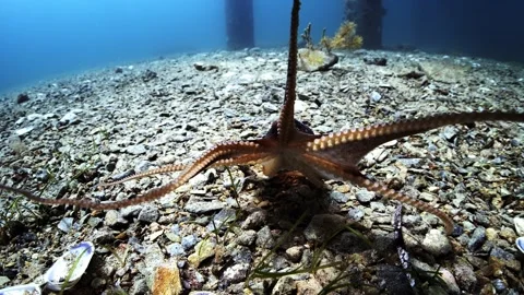 Octopus South Australia attack camera strange behaviour 4k slow motion Stock Footage 145150638