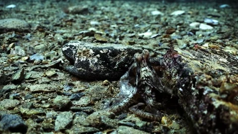 Octopus South Australia attack camera strange behaviour 4k slow motion Stock Footage 145150645