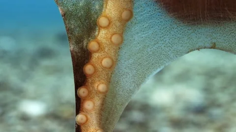 Octopus South Australia attack camera strange behaviour 4k slow motion Stock Footage 145150657