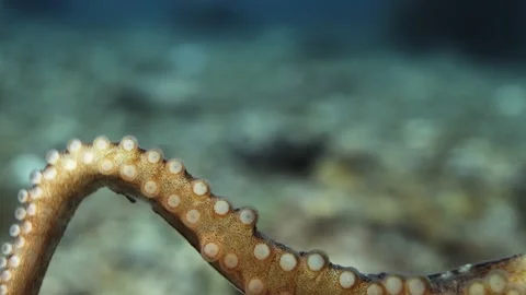 Octopus South Australia attack camera strange behaviour 4k slow motion Stock Footage 145150662