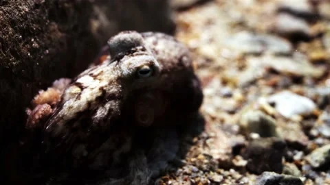 Octopus South Australia attack camera strange behaviour 4k slow motion Stock Footage 145150678
