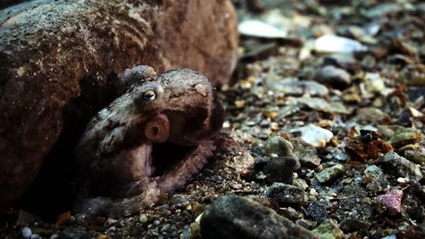 Octopus South Australia attack camera strange behaviour 4k slow motion Stock Footage 145150695