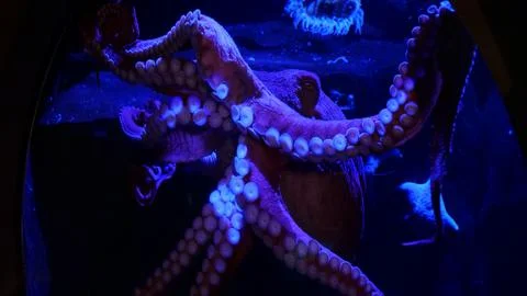Octopus suctioned to a window Fotos Stock