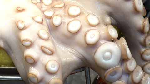 Octopus with tentacles close-up Stock Footage 127736244