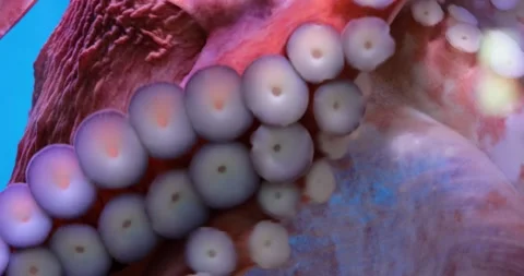 Octopus tentacles close up. Octopus (plural octopuses) is a soft-bodied, eigh Stock Footage 147443577