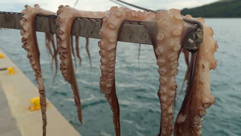 Octopus tentacles drying on metal rack Stock Footage 338145899