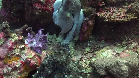 Octopus with tentacles Stock Footage 84708765