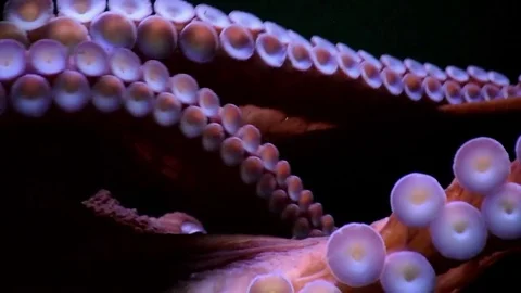 Octopus Tentacles on Glass Stock Footage
