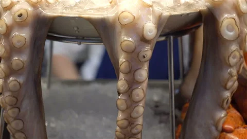 Octopus tentacles on ice Stock Footage 122557244