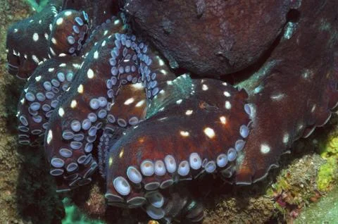 Octopus tentacles Stock Photos