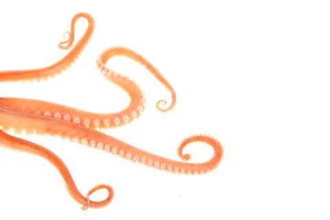 Octopus tentacles Stock Photos