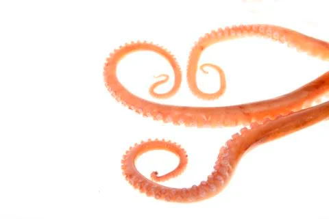 Octopus tentacles Stock Photos