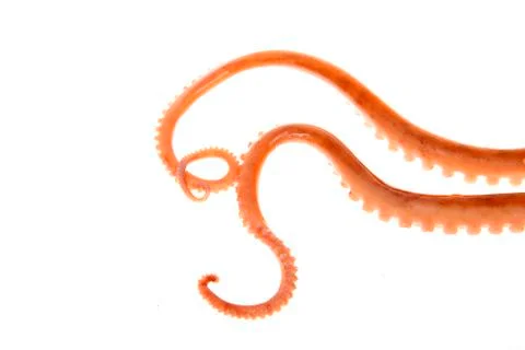 Octopus tentacles Stock Photos