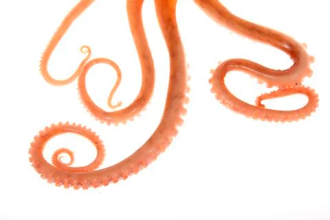 Octopus tentacles Stock Photos