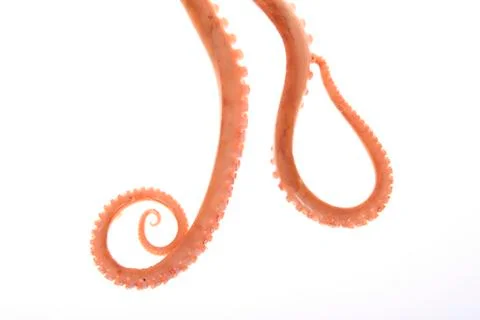 Octopus tentacles Stock Photos