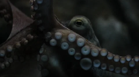Premium PSD  3d rendering octopus sea ocean animal squid tentacle