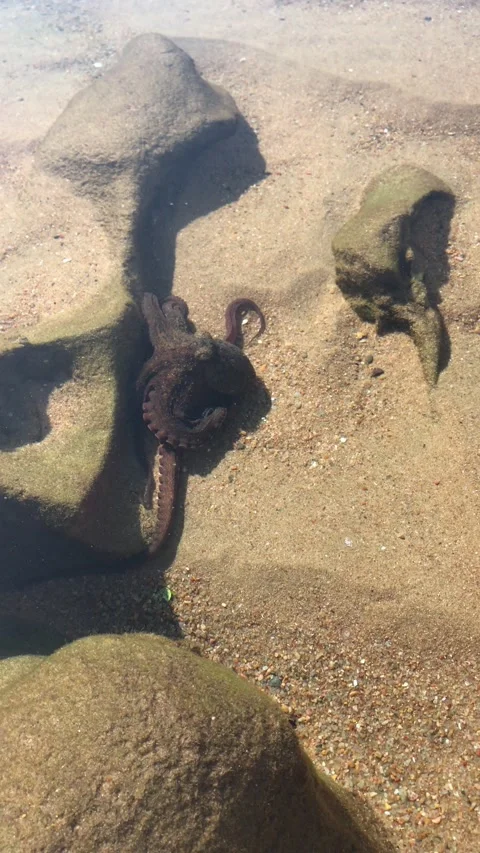Octopus in a tidal pool Stock Footage 323366825
