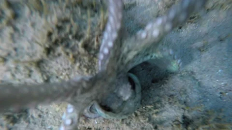 An octopus touches the camera Stock Footage 67851736