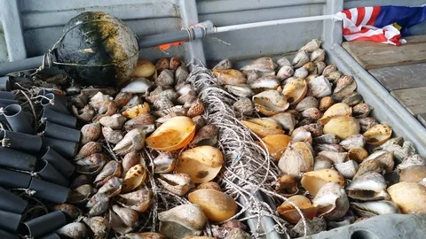 Octopus trap Video stock 89770003