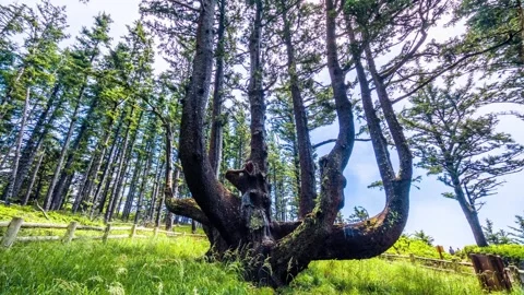 Octopus Tree, a massive Sitka spruce with a candelabra shape, located on the Ore Stock Footage 326716786