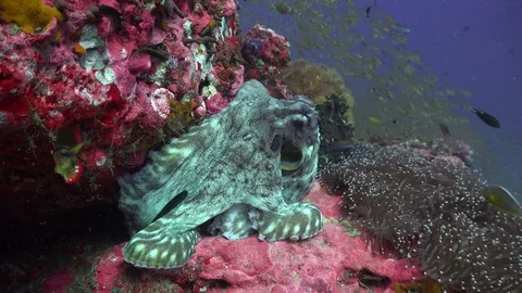 Octopus try to touch another Stock Footage 84709327