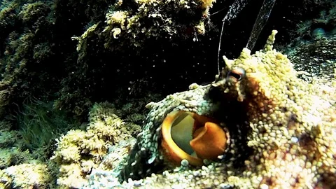 Octopus trying to hide at the bottom of the sea. Stock Footage 109049329