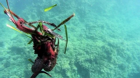 Octopus trying to hide at the bottom of the sea. Stock Footage 109049383