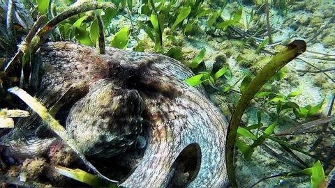 Octopus trying to hide at the bottom of the sea. Stock Footage 109049415