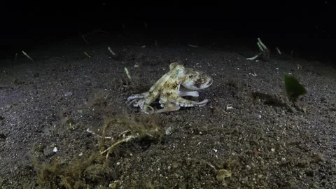 Octopus under water Stock Footage 258241051