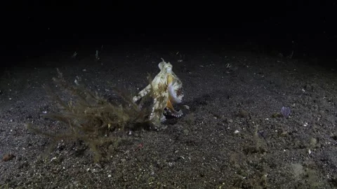 Octopus under water Stock Footage 258241298