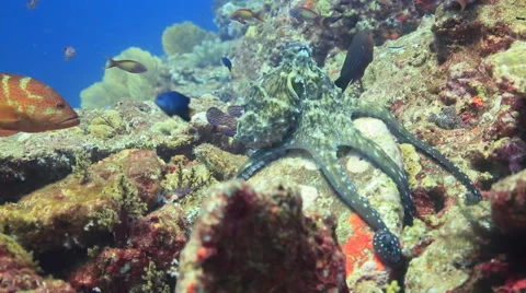 Octopus underwater active tentacles Stock Footage 50954907