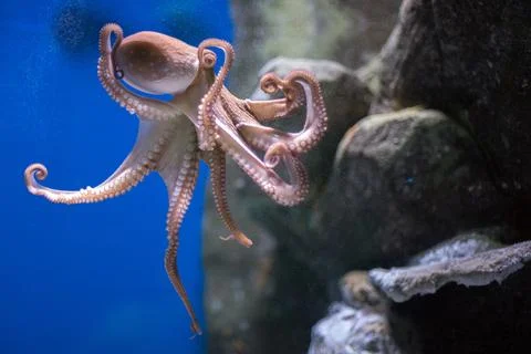 Octopus underwater close up portrait while hunting Stock Photos